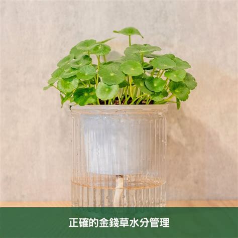 銅錢草金錢草|金錢草全面養護指南 專家分享在家栽培健康植物的秘訣